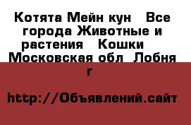 Котята Мейн кун - Все города Животные и растения » Кошки   . Московская обл.,Лобня г.